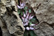 67 Raponzolo di roccia (Physoplexis comosa) in Filaressa... scoperto da Ettorina